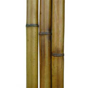 BAMBUS, H 3,6m