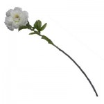 Bujor decorativ 27953